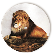Lion 1.